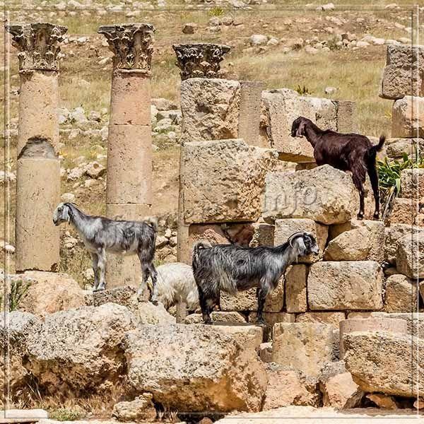 Англо-нубийские козы относятся к числу самых древних пород в мире