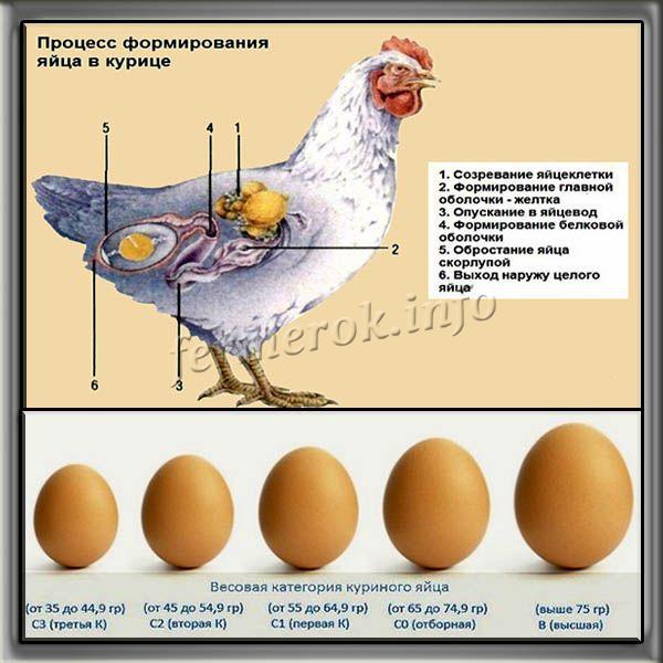 Куриные яйца различают маркировкой по весу