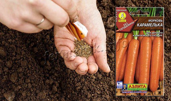 Посев моркови Карамелька нужно проводить с 20 апреля по 10 мая