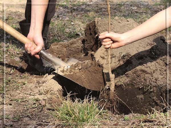 При посадке в яме делается горка из плодородной земли (садовый грунт и торф, в пропорции 2 к 1)