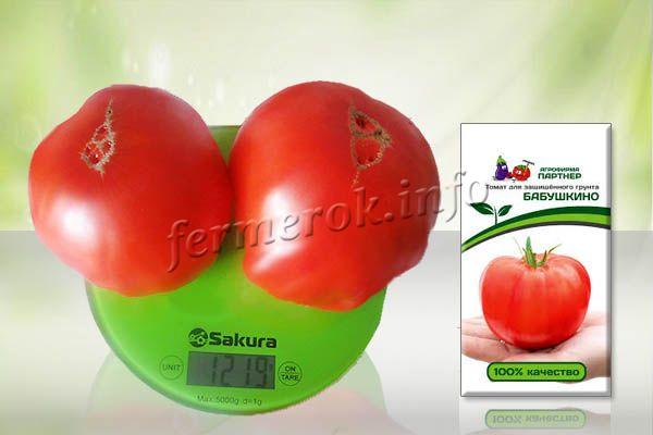 При правильном уходе, своевременных подкормках томат Бабушкино может вырасти до 1 кг!