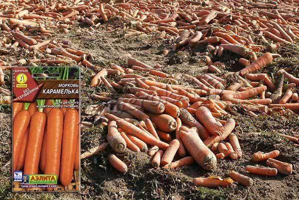 С квадратного метра посадок можно собрать 2,5-4 кг моркови