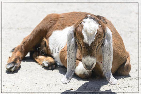 Самка Англо-нубийской козы может весить 80 кг