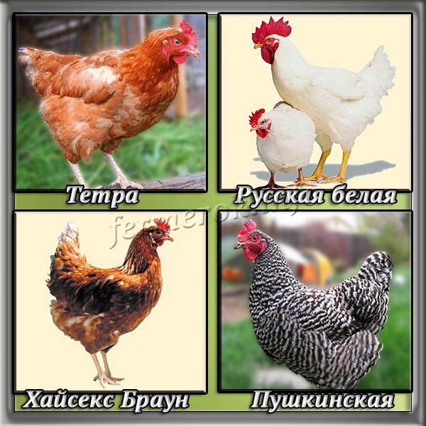 Самые большие яйца, массой 60-70 г несут птицы породы Пушкинская, Тетра, Хайсекс Браун, Русские белые