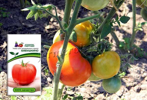 Семена томата Бабушкино необходимо приобретать у любителей сорта, селекционеров, так как в магазинах их практически никогда не продают
