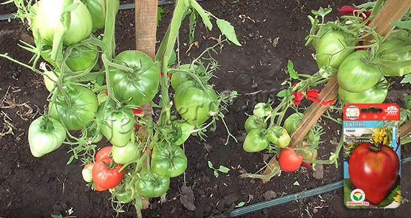 Урожайность томатов Батяня высокая и стабильная