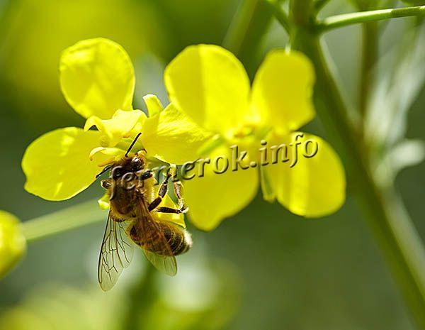 Для получения рапсового меда, пчелы должны опылять рапс