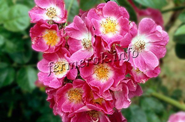 Фото плетистой розы American Pillar группы Рамблеры