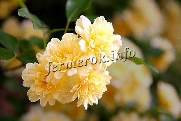 Фото плетистой розы Banksiae Lutea группы Бэнкса