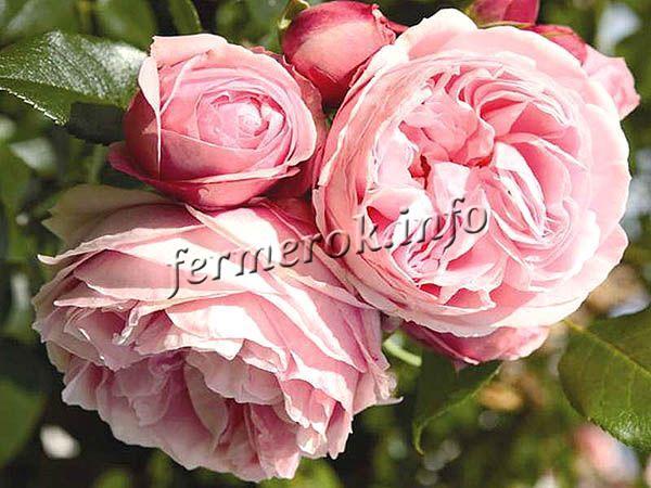 Фото плетистой розы Джардина