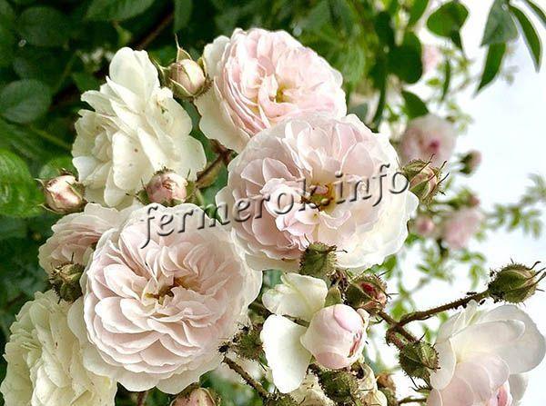 Фото плетистой розы Фелисити Перпетю