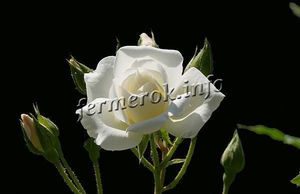 Фото плетистой розы Frau Karl Druschki группы Ламберта