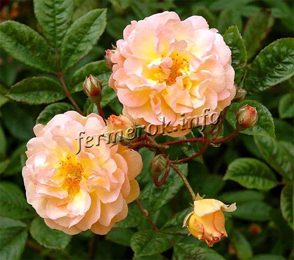Фото плетистой розы Ghislaine de Feligonde группы Мультифлора