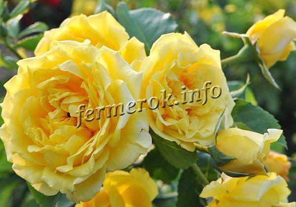 Фото плетистой розы Голден Парфюм