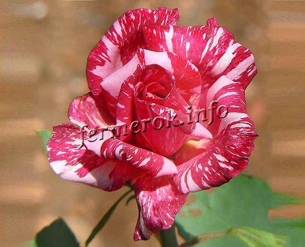 Фото плетистой розы Koronation группы Вишурана