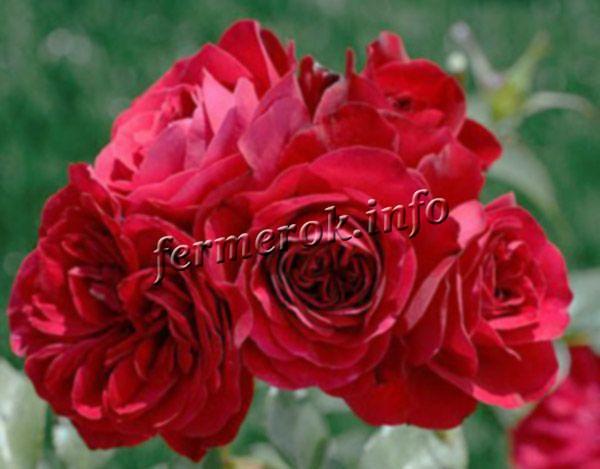 Фото плетистой розы Симпатия