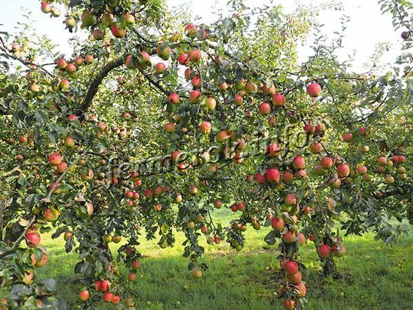 С гектара посадок снимают в среднем 350 ц яблок, а в особо урожайные годы – до 500 ц