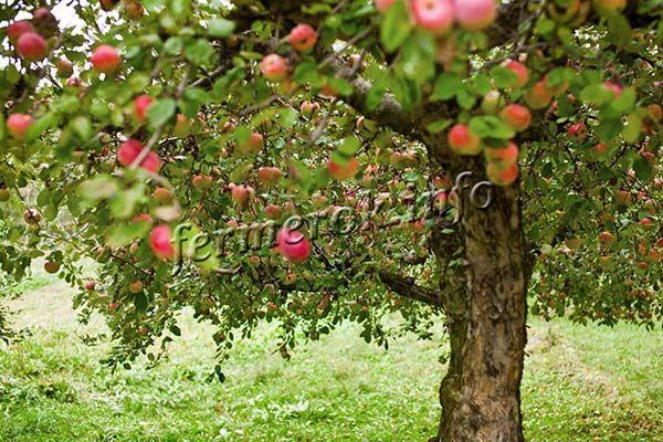 Со взрослого дерева собирают примерно 90 кг яблок Гала за сезон