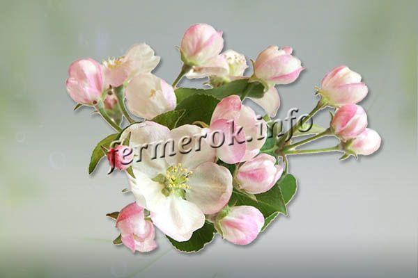 Цветы небольшого размера в виде блюдца, у основания лепестка белые, а ближе к краю розовые