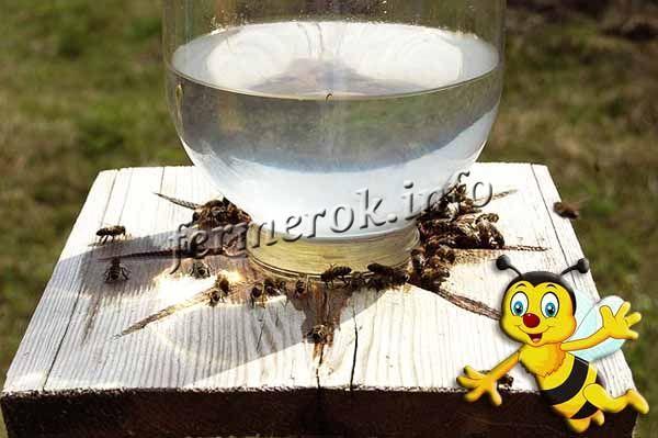 За одно лето пчелиная семья может выпить до 500 мл воды