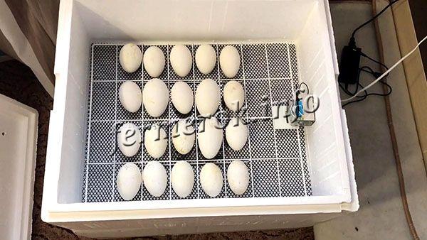 Инкубация гусиных яиц в домашних условиях