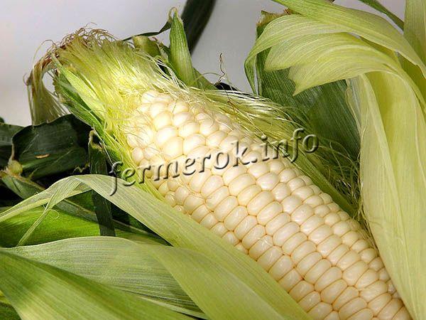 Разной по спелости кукурузе для варки требуется разное время