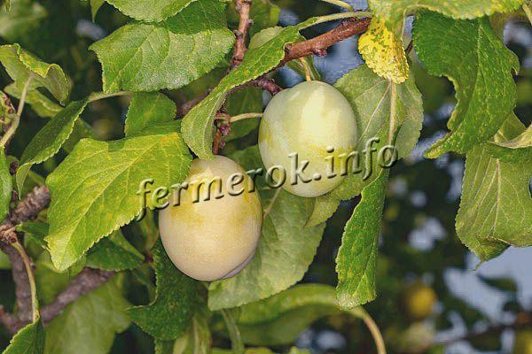 С каждого взрослого дерева можно за сезон собрать около 15 кг спелых плодов