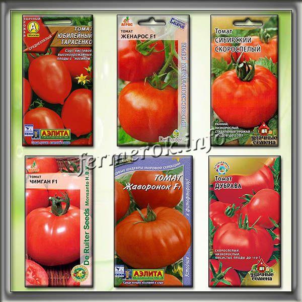 Сорта помидор, устойчивые к фитофторе