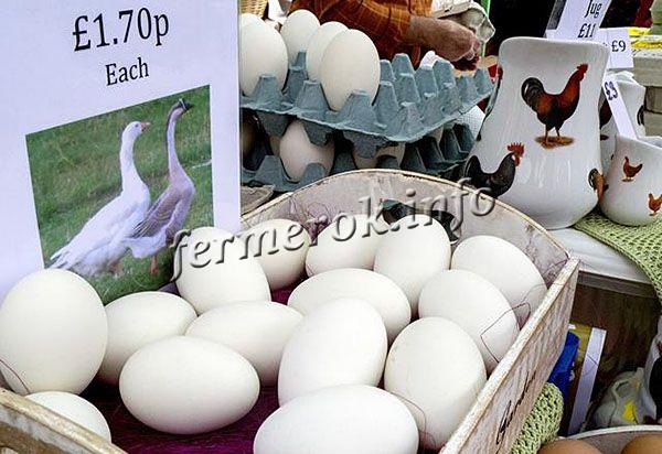 Стоимость гусиных яиц всегда выше, чем куриных