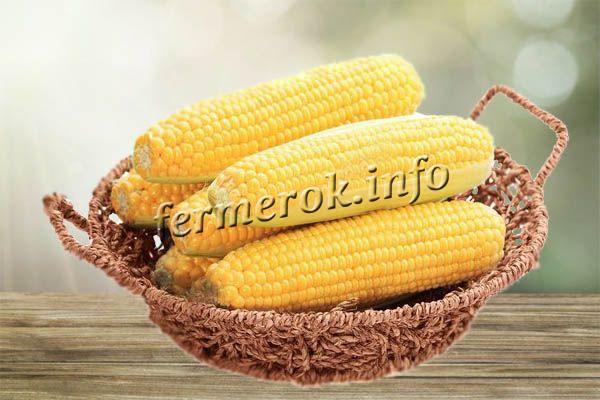 Энергетическая ценность 100 г свежей молодой кукурузы – 86-90 ккал