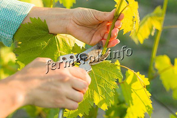 Фото весенней обрезки винограда Анюта
