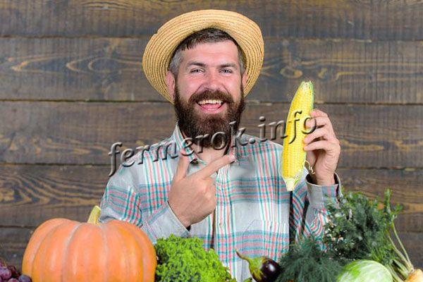 Польза и вред кукурузы для мужчин