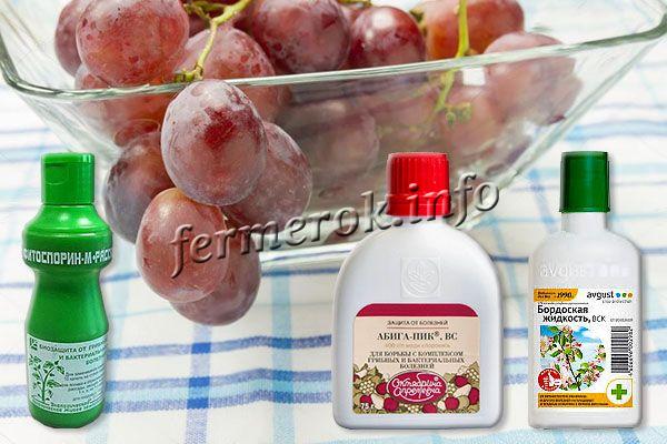 Препараты для обработки винограда Анюта от болезней