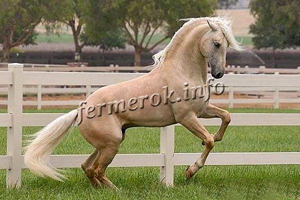 Соловая лошадь имеет светло-желтый или золотистый цвет