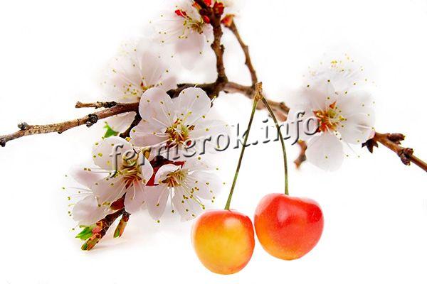 Цветы белые появляются рано, ягоды формируются на однолетних пагонах