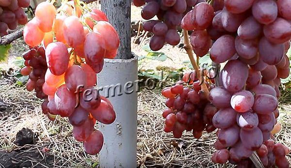 Виноград Анюта собирают после того, как ягоды достигнут потребительской зрелости