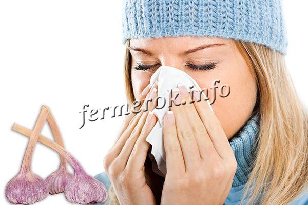Чеснок имеет свойство уничтожать простуду, вирусы