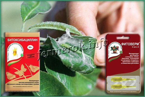 От насекомых, нападающих на дерево (листовые черви, тли, гусеницы), можно использовать такие препараты, как «Фитоверм», «Битоксибациллин»