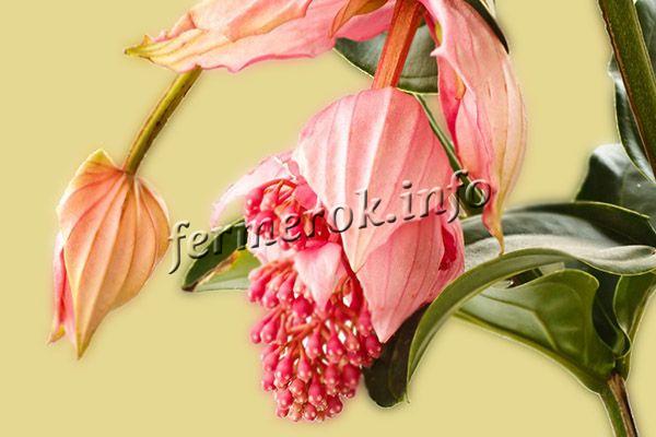Соцветия розовые, скомбинированы из 4-6 трубчатых цветочков или колокольчиков