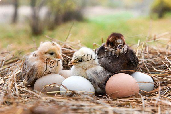 Главная сложность разведения породы Араукана в том, чтобы получить оплодотворенные яйца