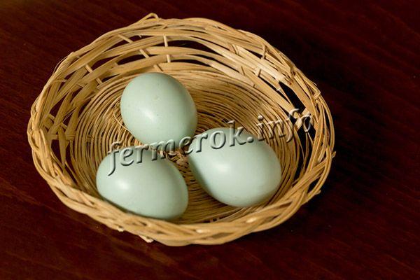Скорлупа яиц оливкового, зеленого или голубоватого цвета, что обусловлено наличием в организме пигмент биливердин