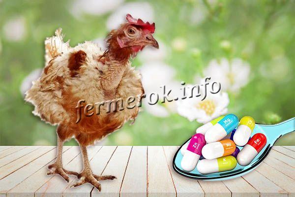 Выпадение перьев – нехватка витамина B2, E