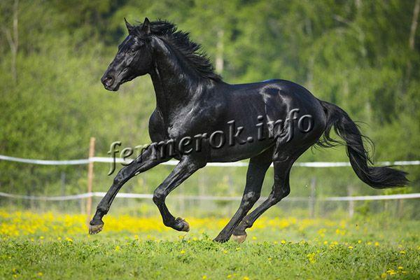 Фото Русской верховой породы лошадей