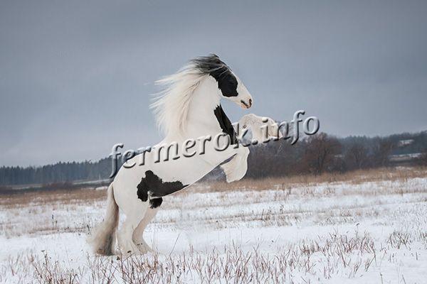 Фото упряжной лошади породы Тинкер