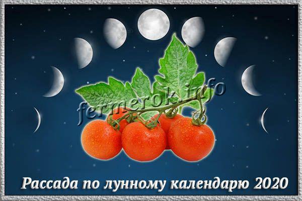 Когда лучше сеять томаты по лунному календарю