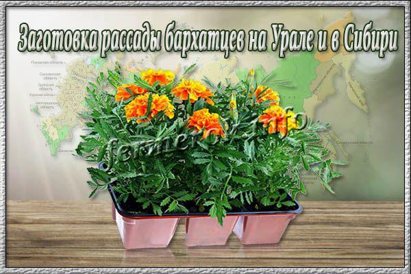 Когда сеять семена бархатцев на рассаду на Урале и в Сибири