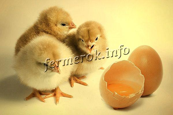 Пол цыпленка можно определить сразу (курочки палевые, петушки белые)