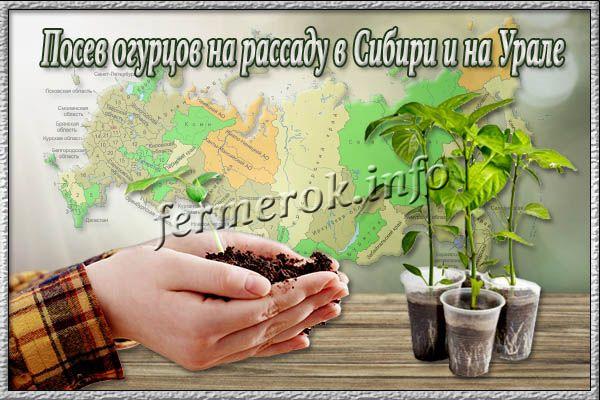 Посев огурцов на рассаду в Сибири и на Урале