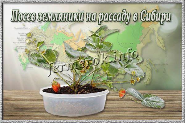 Посев земляники на рассаду в Сибири