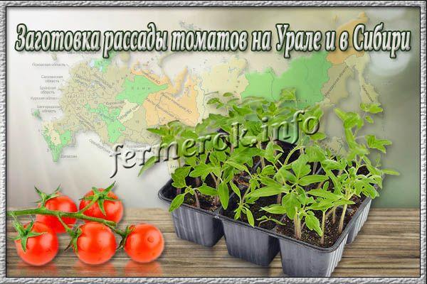 Заготовка рассады томатов на Урале и в Сибири